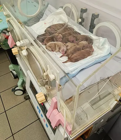 CITOWET PET WET CLINIC